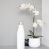 white moth orchids in white ceramic vase
